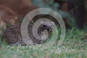 Side view of cute rock hyrax sitting on grass in the wild Meru National Park, Kenya