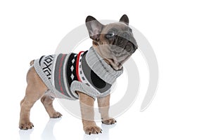 Side view of cute small frenchie in costume looking up