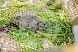 Side view of a cute turtle sitting in an aviary. The Greek tortoise stuck its front paws out of its shell and ate the leaf