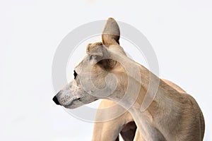 Side view of a cute whippet