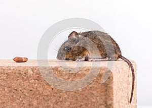 Side view of a cute wood mouse, Apodemus sylvaticus, sitting on a cork brick with light background, sniffing some