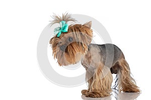 Side view of cute yorkshire terrier with bow looking to side