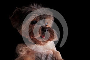 Side view of a cute yorkshire terrier puppy dog