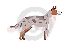 Side view of cute young dog. Beautiful doggy with multicolored fur and spots. Realistic canine animal standing and