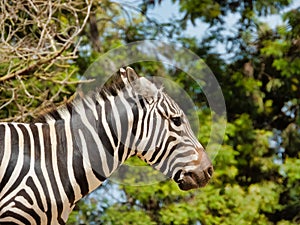 Side view of a cute zebra (Hippotigris)