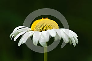 Side View Daisy Flower