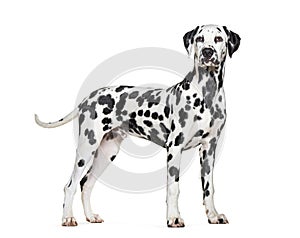 Side view of a Dalmatian dog looking proudly away, isolated on white