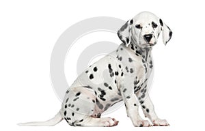 Side view of a Dalmatian puppy sitting, looking at the camera