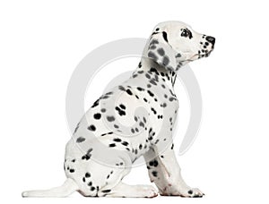 Side view of a Dalmatian puppy sitting, looking up, isolated