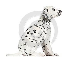 Side view of a Dalmatian puppy sitting, looking up, isolated photo