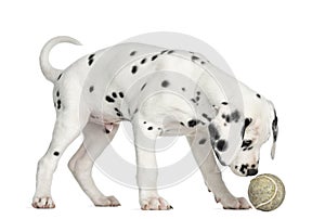 Side view of a Dalmatian puppy sniffing a tennis ball