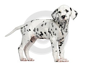 Side view of a Dalmatian puppy standing, looking away, isolated