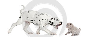 Side view of a Dalmatian puppy trying to bite a highland fold kitten