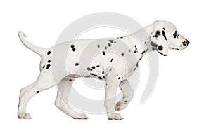 Side view of a Dalmatian puppy walking, isolated