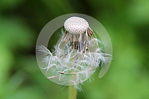 Side view on a dandelion in crosswise with blurred background