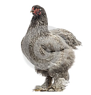 Side view of a Dark Brahma hen, isolated