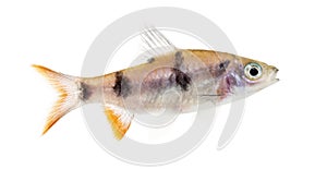 Side view of a Dawkinsia tambraparniei, fish