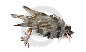 Side view of a dead Common Starling in state of decomposition