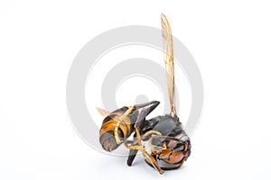 side view dead wasp on white background