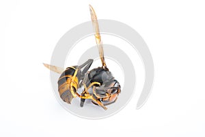 side view dead wasp on white background