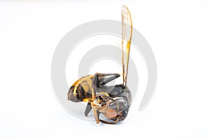 side view dead wasp on white background