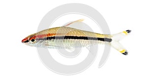 Side view of a Denison barb, Sahyadria denisonii, isolated