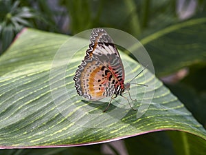 Side view of a Diadem Butterfly, Hypolimnas misippus on a leaf in a Butterfly House