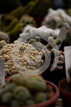 Side view different cacti in greenhouse.