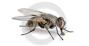 Side view of a dirty Common housefly eating, Musca domestica