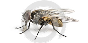 Side view of a dirty Common housefly with larva, Musca domestica, isolated on white