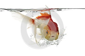 Side view of a diving lions head goldfish