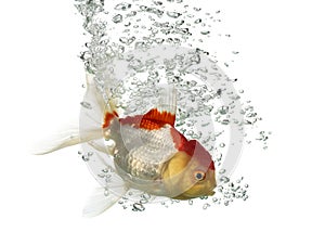 Side view of a diving lions head goldfish