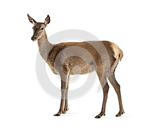 Side view of a doe, Female red deer, isolated