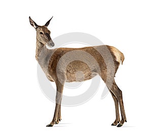 Side view of a doe looking backwards, Female red deer
