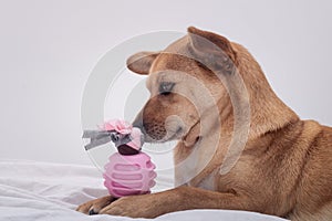 Side view of dog interacting with toy