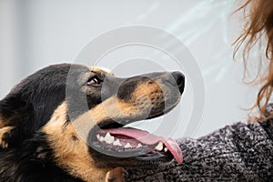Side view of dog`s face looking to the owner