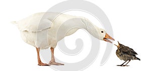 Side view of a Domestic goose and a Common Blackbird facing