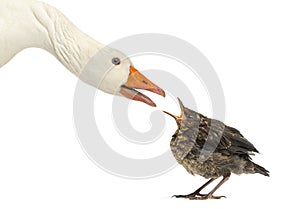 Side view of a Domestic goose and a Common Blackbird facing