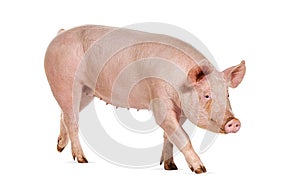 Side view of a Domestic pig, isolated on white