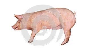 Side view of a Domestic pig, isolated on white