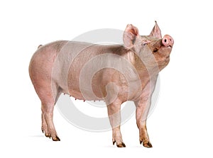Side view of a Domestic pig, isolated on white