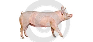 Side view of a Domestic pig walking, isolated on white