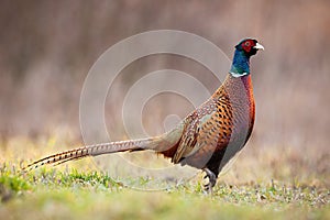 Side view of dominant common pheasant cock in spring time.