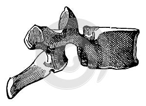 Side View of a Dorsal Vertebra, vintage illustration