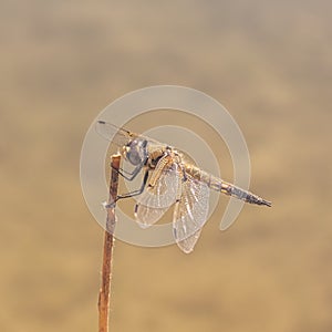 Side view of a dragonfly sitting on twig