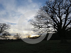 Side view of this dramtic oak strong against the evening sky