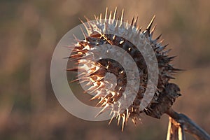 Side view of dried mature seed pod of Jimsonweed hallucinogen plant, latin name Datura Stramonium.