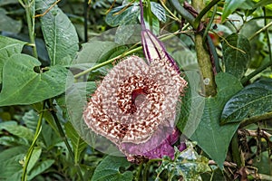 A side view of a Dutchmans Pipe plant growing in the jungle near Tortuguero in Costa Rica