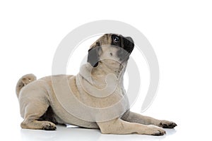 Side view of a dutiful pug looking up and waiting photo