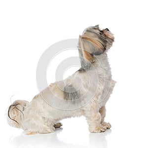 Side view of a dutiful Shih Tzu puppy begging photo